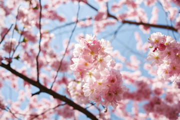 Spring cherry blossoms under blue sky