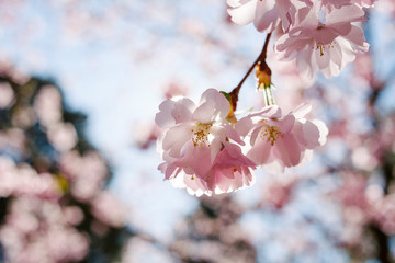 Spring cherry blossoms under blue sky