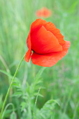 red poppy in the field