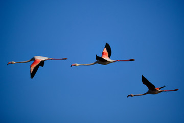 Three pink flamingos in the sky in Po's delta park near Comacchio, Ferrara