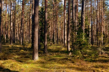 Obraz premium Pine forest on a sunny spring day
