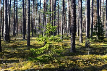 Obraz premium Pine forest on a sunny spring day