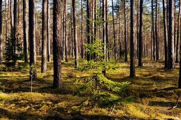 Pine forest on a sunny spring day