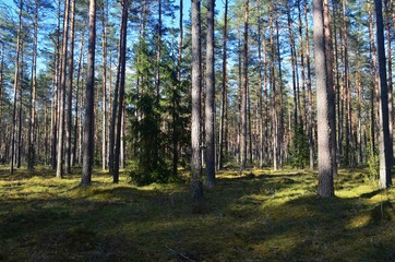 Pine forest on a sunny spring day