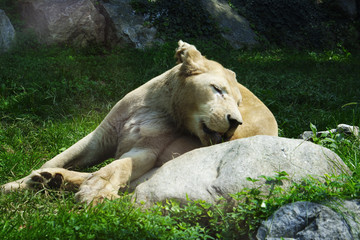 Lioness cleaning herself