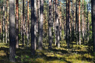 Fototapety na wymiar - Fototapeta24.pl