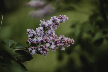 Obraz premium purple flowers in the home garden, lilac on a green background, spring time