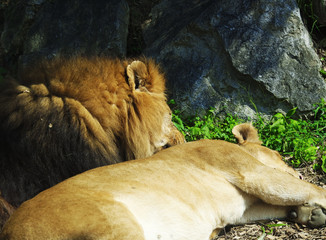 A lion and a lioness sleeping together