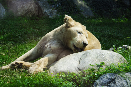 Lioness Cleaning Herself