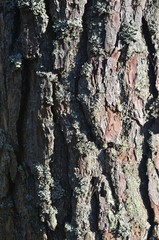 Natural background of pine tree bark. the bark of old pine tree texture, background