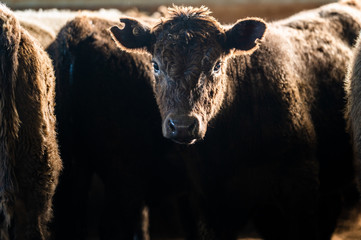 Beef cows and calfs grazing on grass in south west victoria, Australia. eating hay and silage....