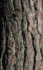 Natural background of pine tree bark. the bark of old pine tree texture, background