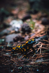 close-up of fire salamander in the fallen leaves after rain,