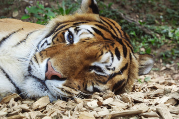 Tiger resting on the ground