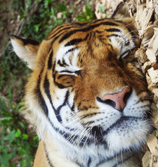Tiger sleeping