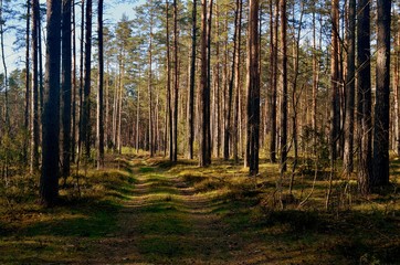 Fototapety na wymiar - Fototapeta24.pl