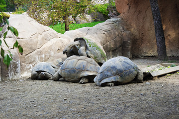 Tortoises