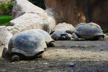 Tortoises