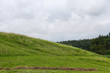 Background of a landscape where green is the protagonist