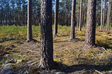 Pine forest on a sunny spring day