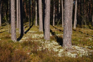 Pine forest on a sunny spring day