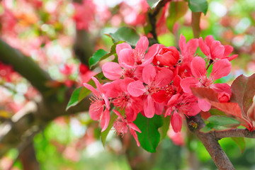 Beautiful blossoming tree outdoors, closeup