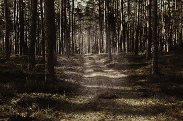 Naklejka premium The pine forest with a road in the spring. Old forest road