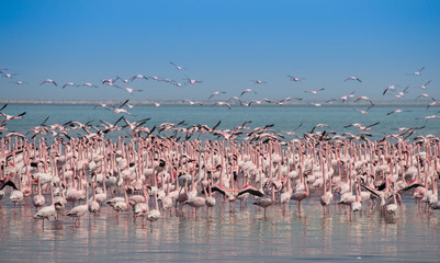 Beautiful Pink Flamingos in Africa