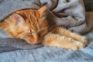 Ginger cat sleeping wrapped in a gray blanket