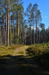 Pine forest on a sunny spring day