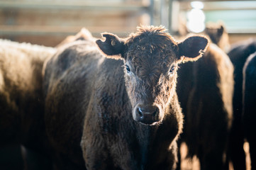 Beef cows and calfs grazing on grass in south west victoria, Australia. eating hay and silage....