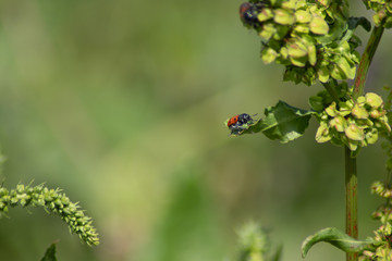 ladybug on a flower