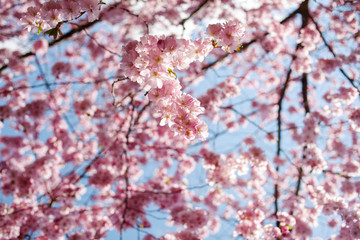 Spring cherry blossoms under blue sky