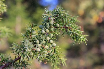 Juniper