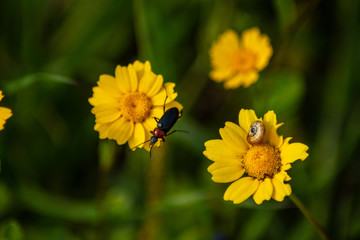 bee on yellow flower