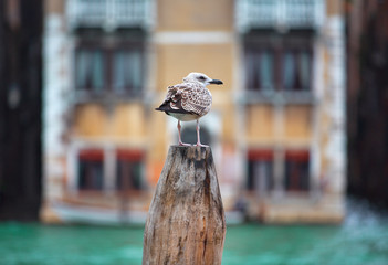 Young Seagull Overlooking Grand Canal, Venice