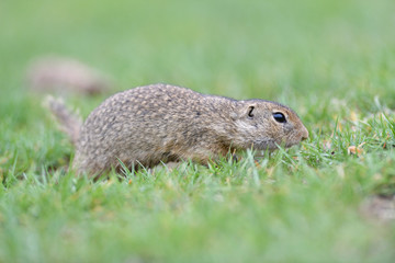 Ground souslik running and jumping in the grass on the meadow 