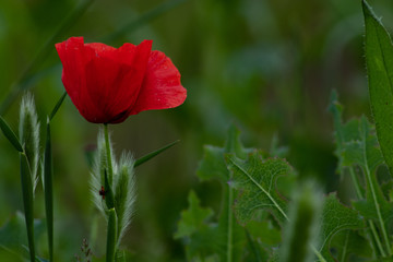 Fototapeta premium red poppy flower