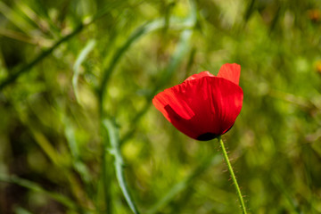 Naklejka premium poppy in the sun