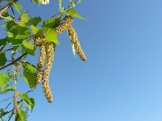 Spring birch branch with young leaves against a blue sky. Springtime nature and allergy concept. Copy space for text on blue sky background. Blooming birch as an allergen.