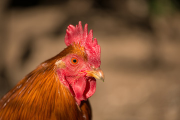 New hemshire cock in nature background