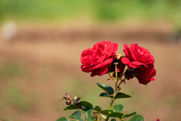 Obraz premium pink rose in the garden