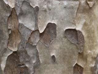 Backdrop and texture from tree bark