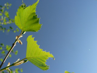 Spring birch branch with young leaves against a blue sky. Springtime nature and allergy concept. Copy space for text on blue sky background.