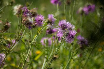 lavender flowers in the field