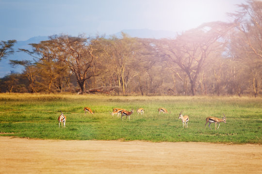 Thomson's gazelle or tommie group in the wildness of national reserve stand on the pasture in Kenya