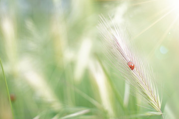 Ladybug on the grass. Flare in the upper right. Warm light. Ideal for banner. Luck concept                                                                                