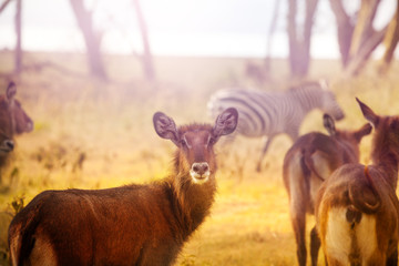 Group of waterbucks, large antelopes found widely in sub-Saharan Africa in Kenyan national park