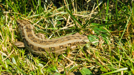 mała jaszczurka odpoczywająca w trawie