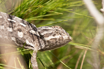 chameleon in the pine. common chameleon, mediterranean chameleon, chamaeleo chamaeleon.